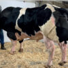 Tên : OLYMPIEN de la Ferme des Croix Ngày sinh: 22/8/2019 Số Hiệu: BE364381381 Cân Nặng 2 năm tuổi : 764 kg Xuất xứ: Vương Quốc Bỉ
